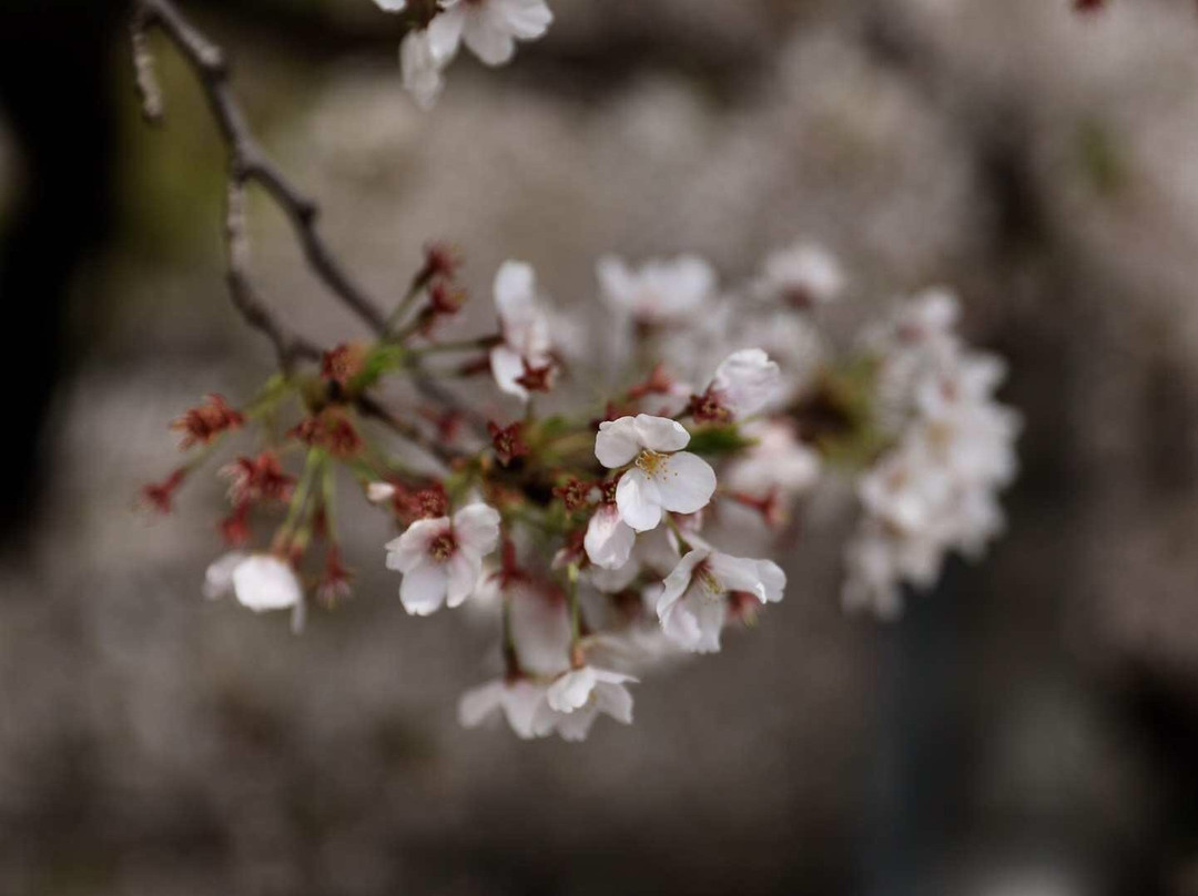 Senbon Cherry Blossom in Akagi Nammen-前桥县必去景点