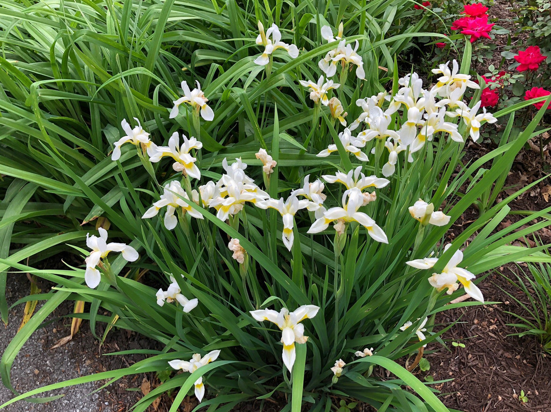 The Cumberland Manor B & B主图