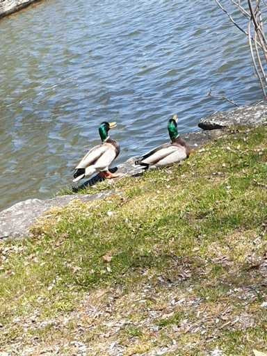 Kelso Beach Park-Owen Sound必去景点