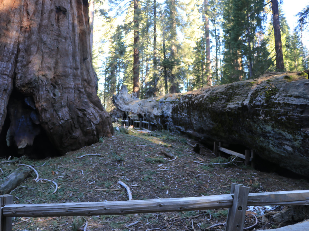 The Fallen Monarch-红杉&国王峡谷国家公园必去景点