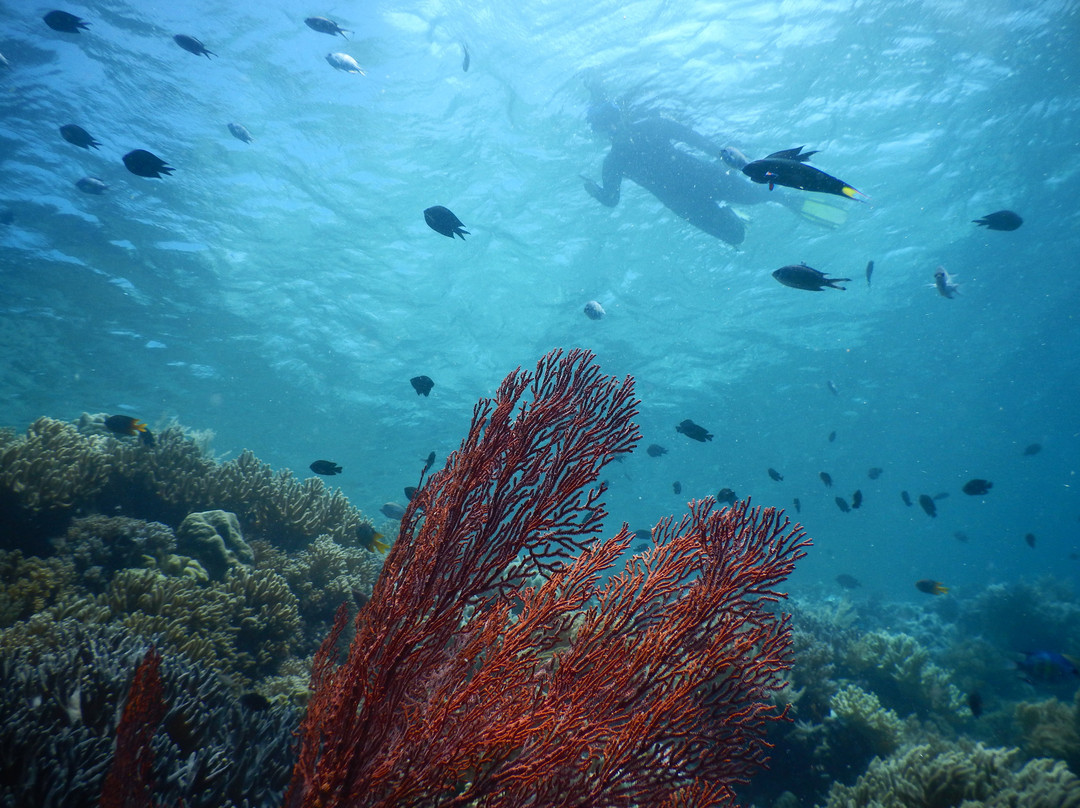 Tomia Ocean Dive景点图片