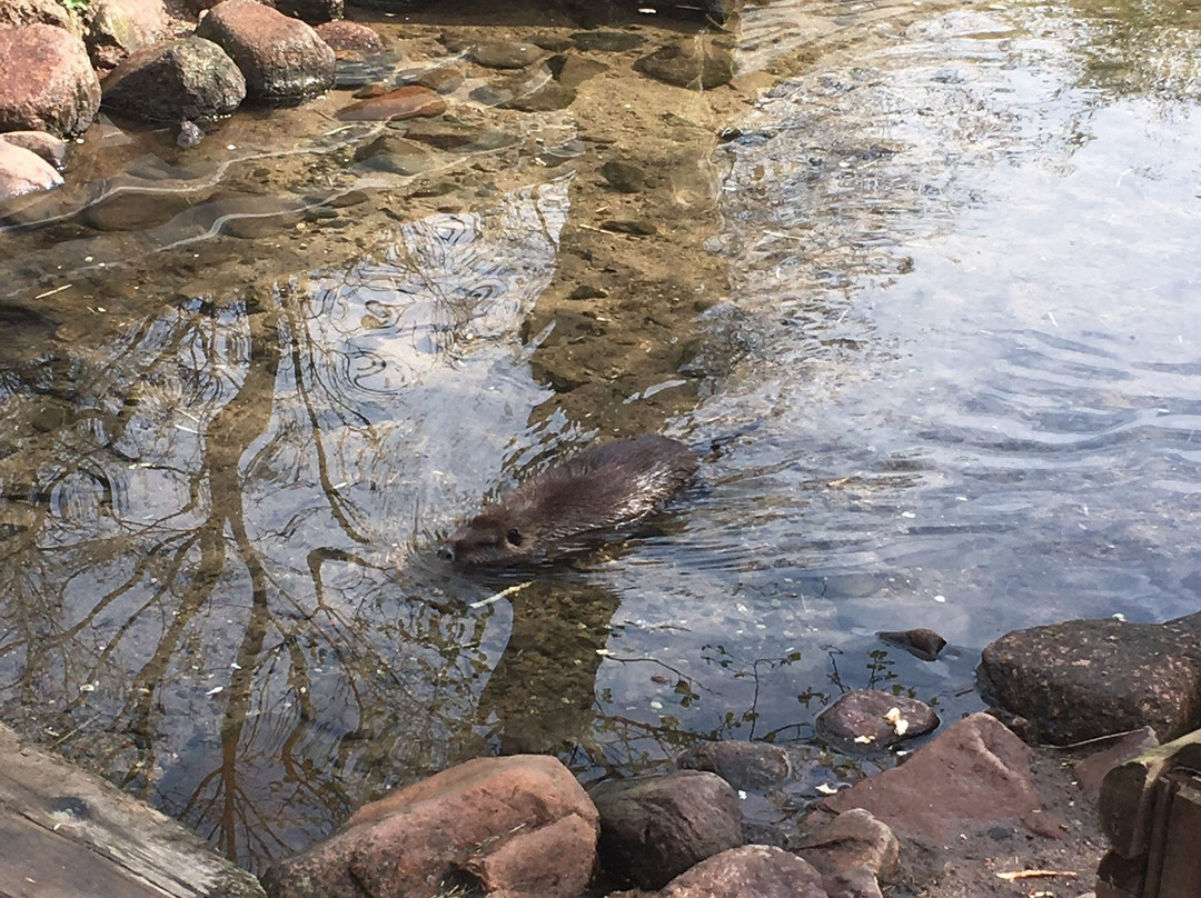 Wildpark景点图片