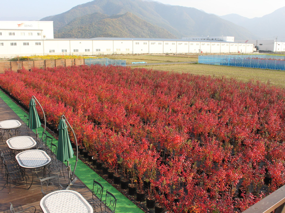Morinohatake The Blueberry Farm-须坂市必去景点