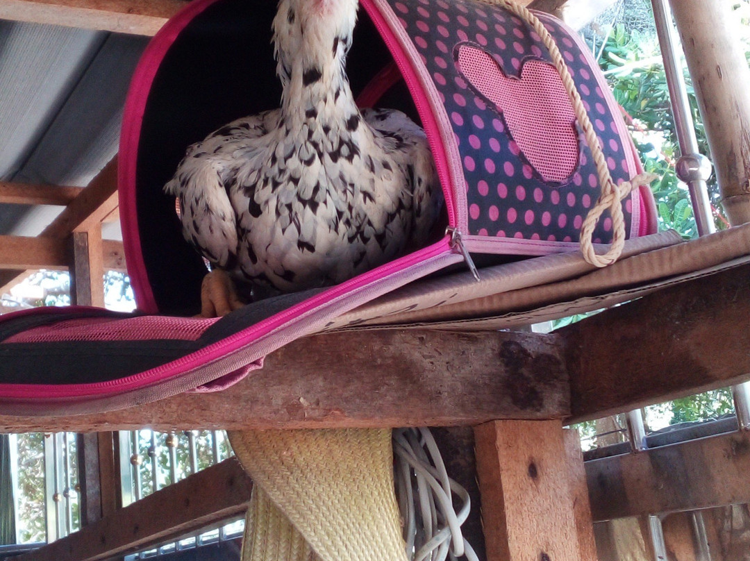 Samui Paintball Party-湄南必去景点