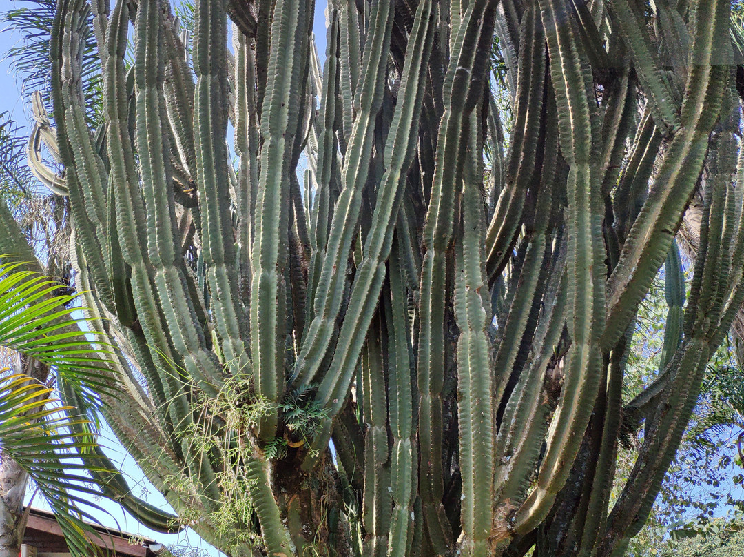 Apart 21 Oranges主图