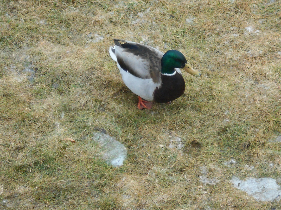 Balcomo - A Ramada By Wyndham主图