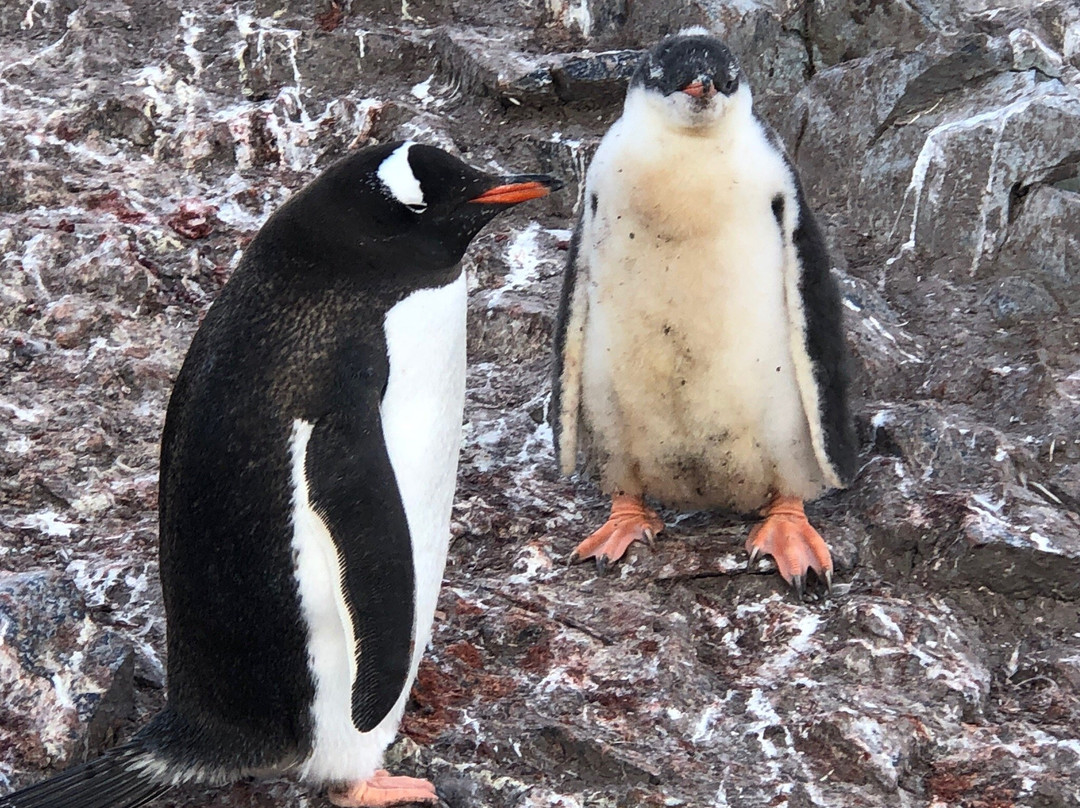Base General Bernardo O'higgins-Antarctic Peninsula必去景点
