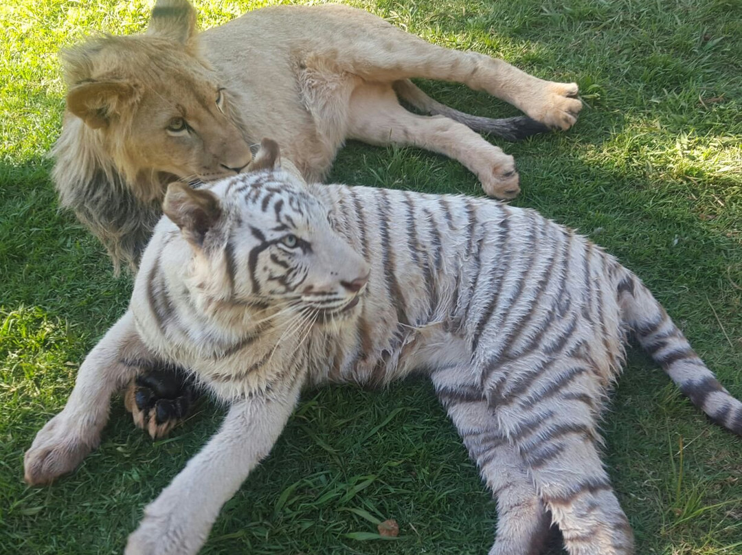 WoodRidge Palms Boutique Hotel主图