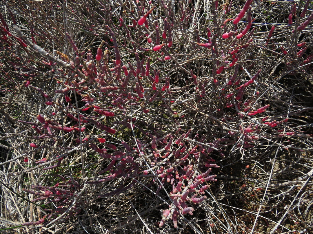 Akrotiri Salt Lake-Akrotiri必去景点