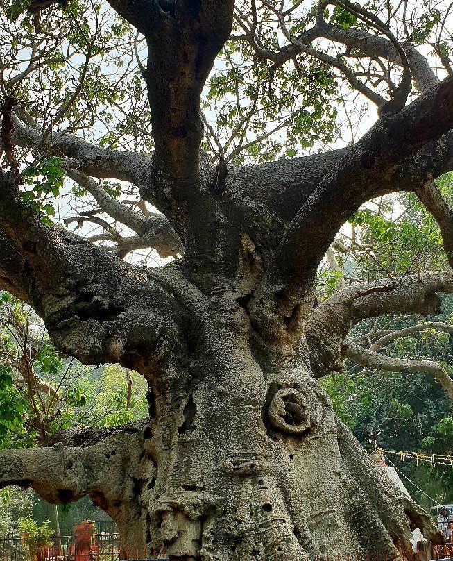 Parijaat Tree景点图片