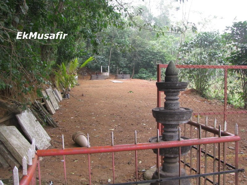 Chain Tree of Karinthandan-Vythiri必去景点