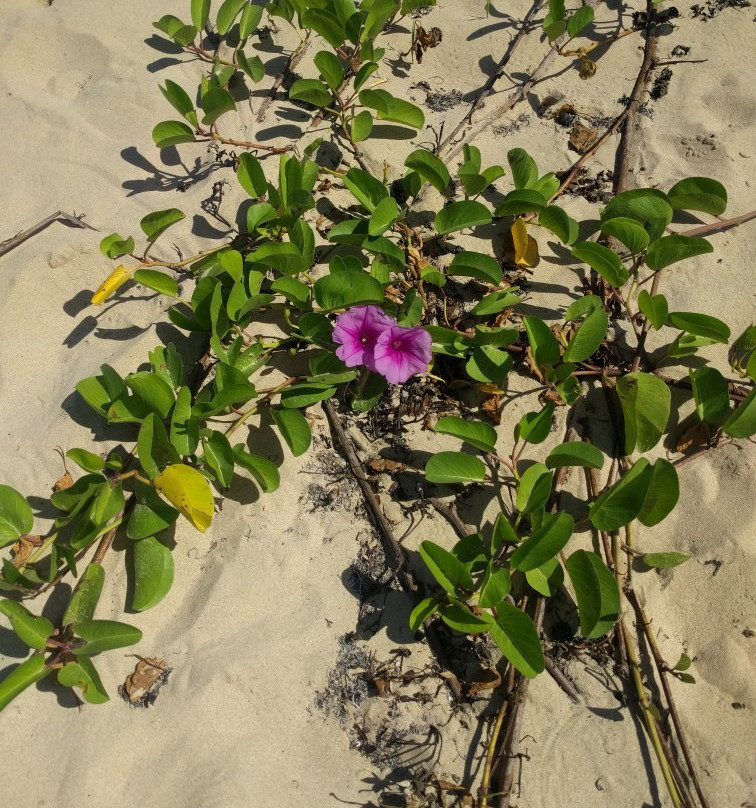 Playa Ocean Park景点图片