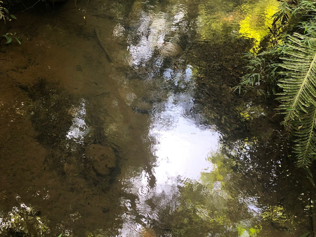 Poco Preto trail-伊瓜苏必去景点