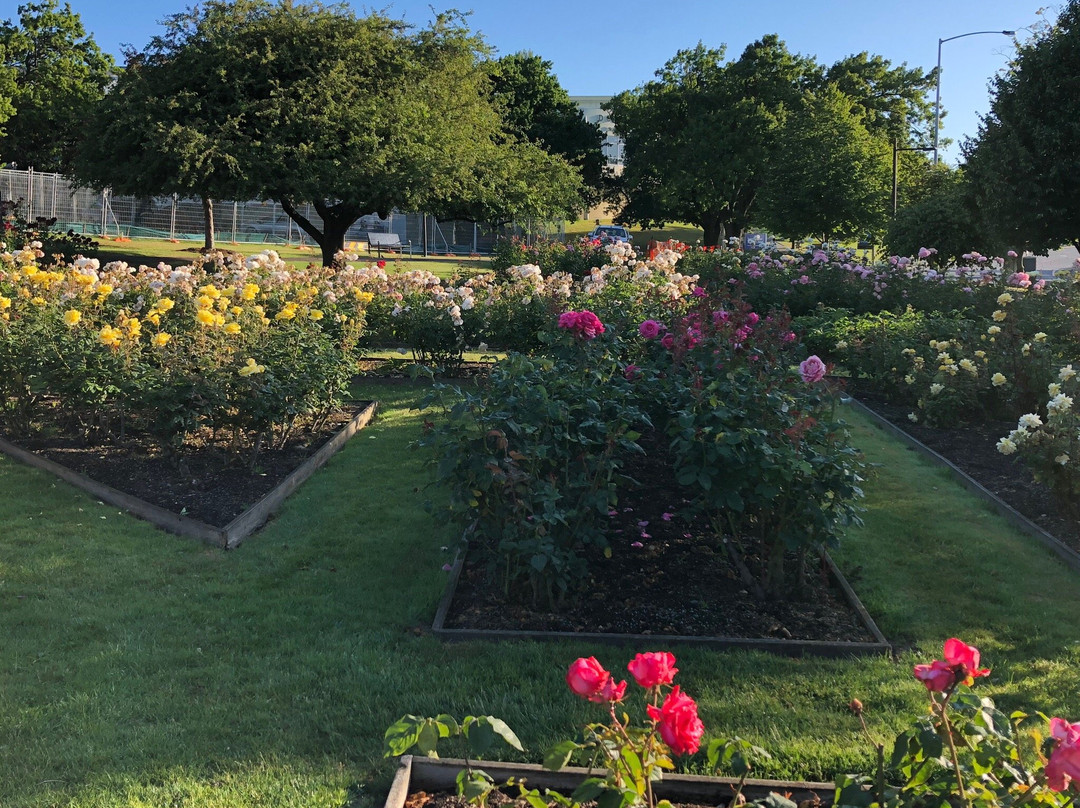University Rose Garden景点图片
