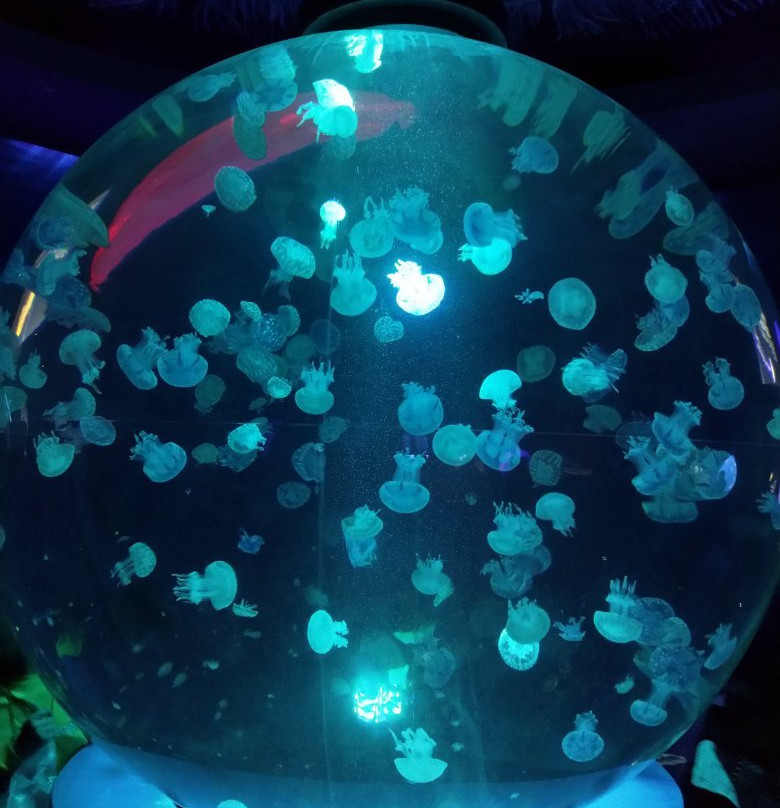 日照海洋公园-日照市必去景点