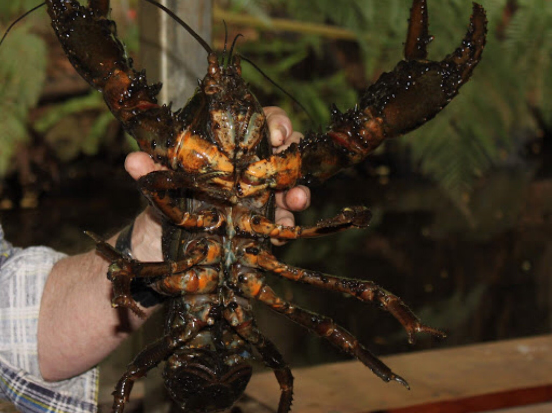 Lobster Ponds景点图片