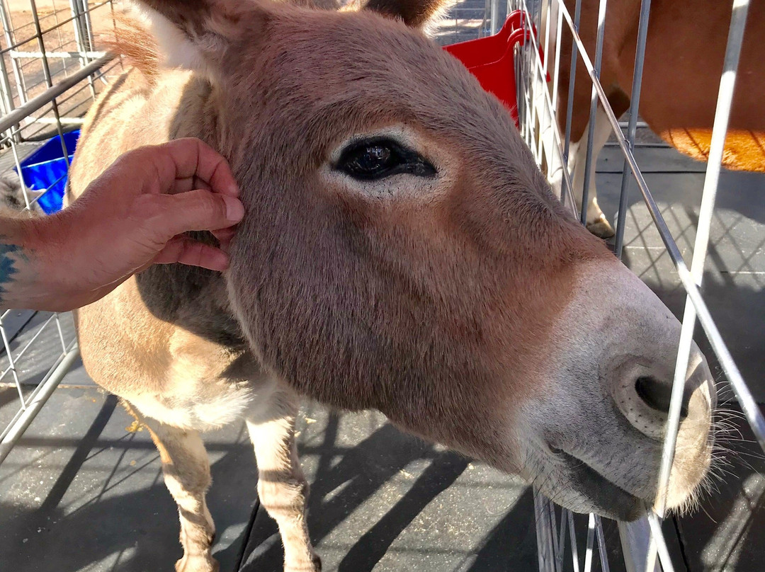 Phoenix Park 'n Swap-凤凰城必去景点
