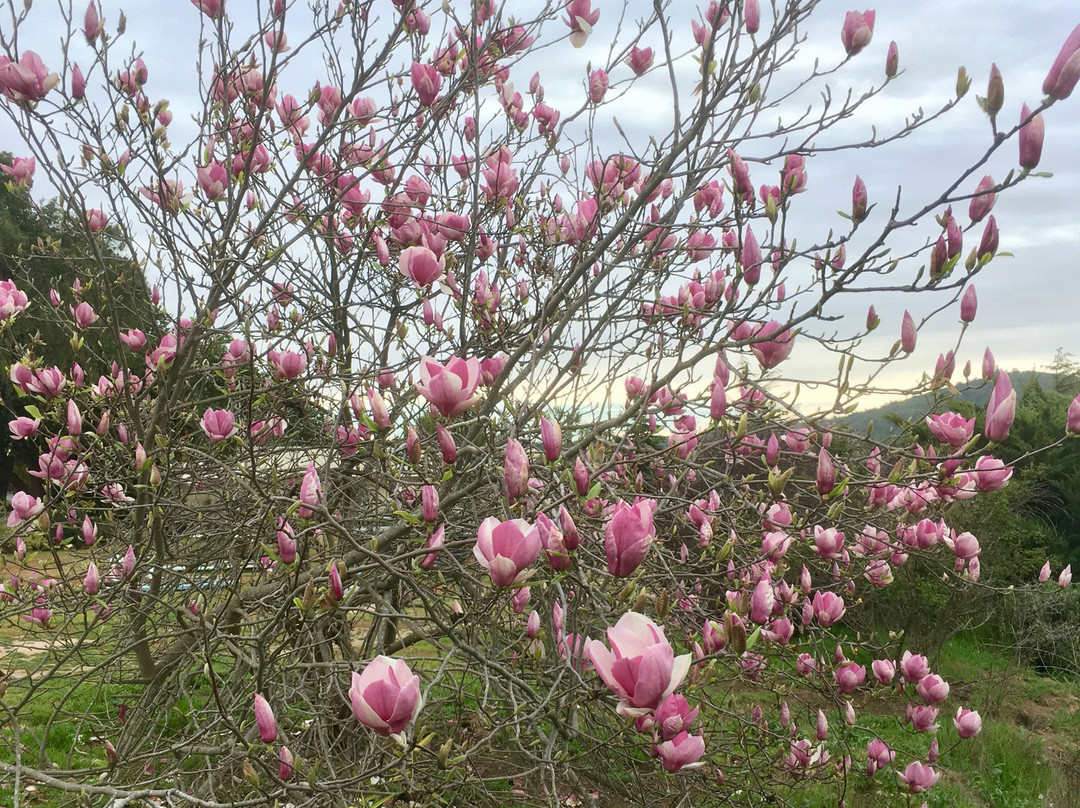 Jardin Suizo-卡萨布兰卡必去景点