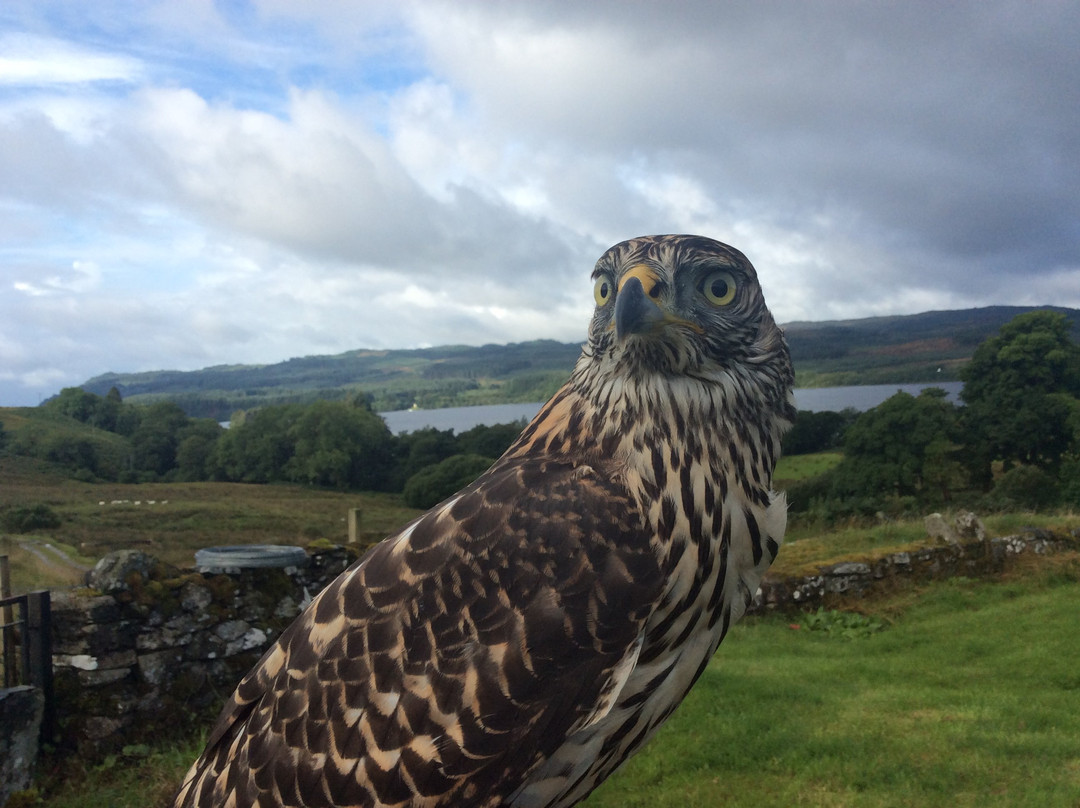 Kintail Birds of Prey Argyll景点图片