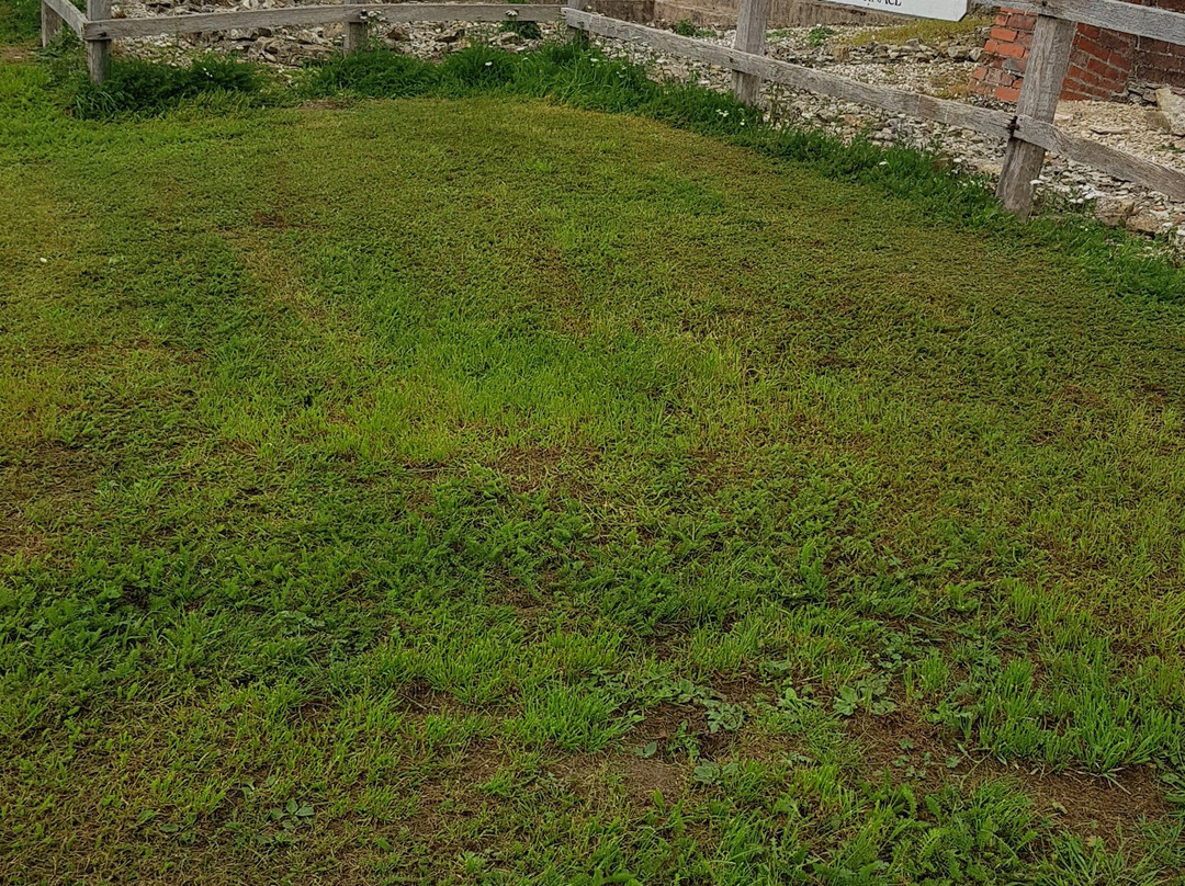 Bignor Roman Villa景点图片