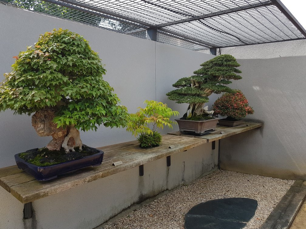 Museo Bonsai Luis Vallejo-阿尔科文达斯必去景点