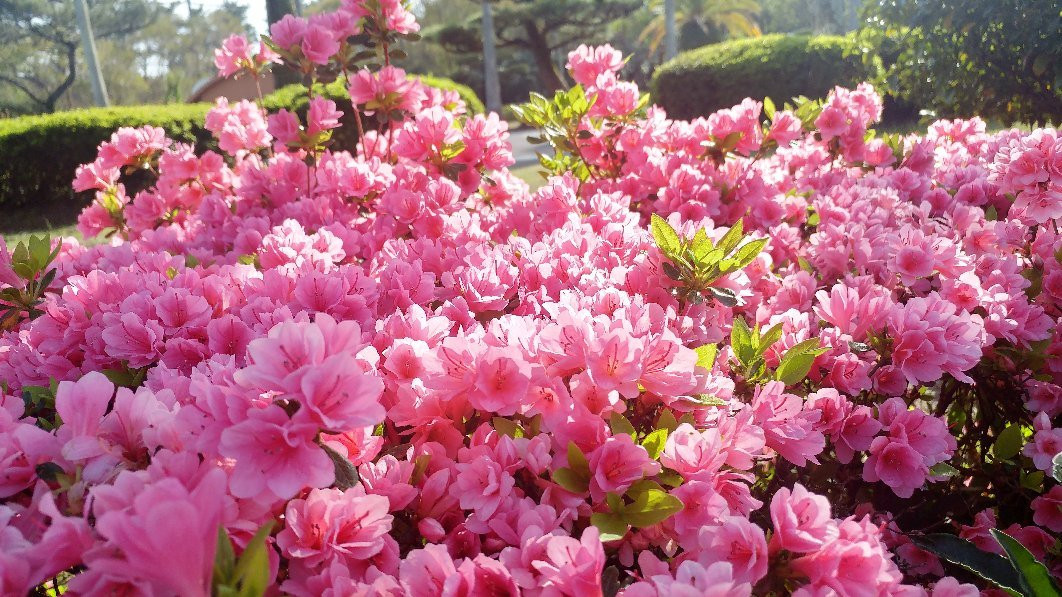 Miyazaki City Phoenix Zoo-宫崎市必去景点