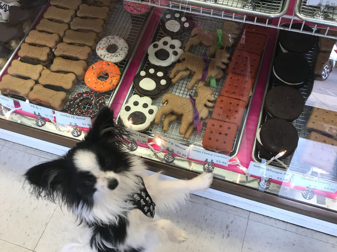 Four Your Paws Only-北康威必去景点