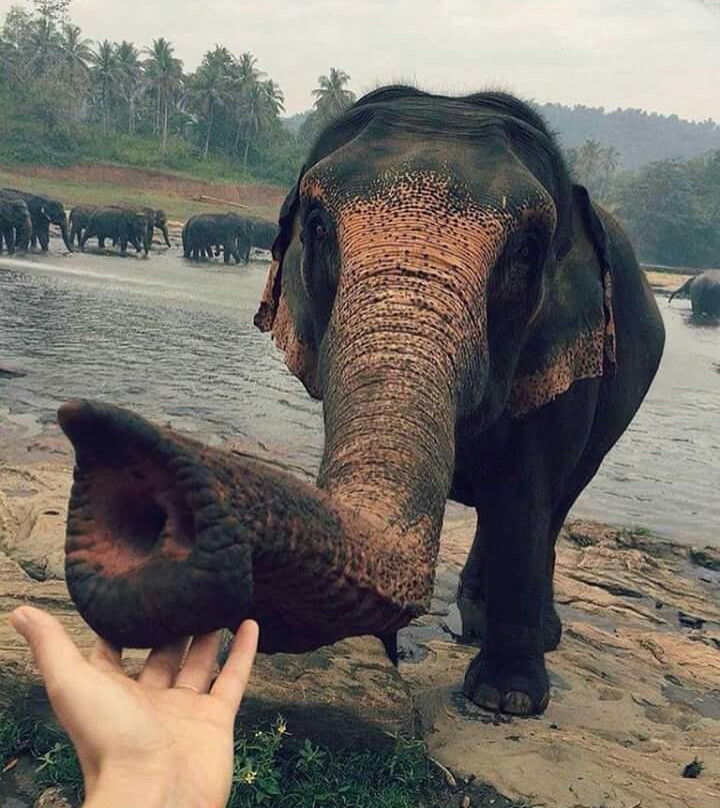 Banana Tours Sri Lanka-卡图纳耶克必去景点