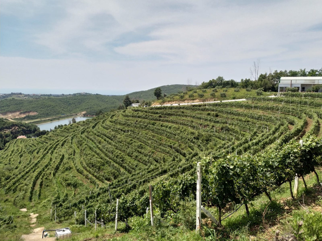 Duka Winery and Vineyard景点图片
