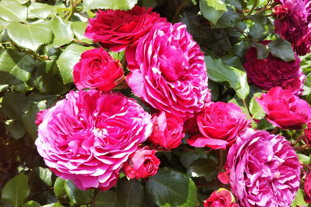 Keisei Rose Garden景点图片