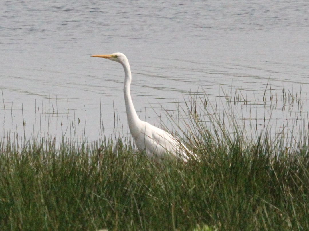 Rutland Water Nature Reserve (Anglian Water Bird Watching Centre)景点图片