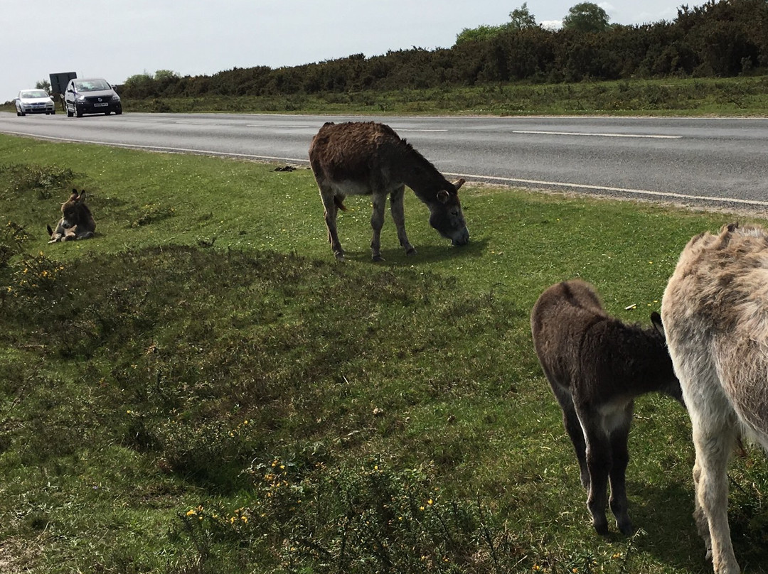 Peel House Bed & Breakfast主图