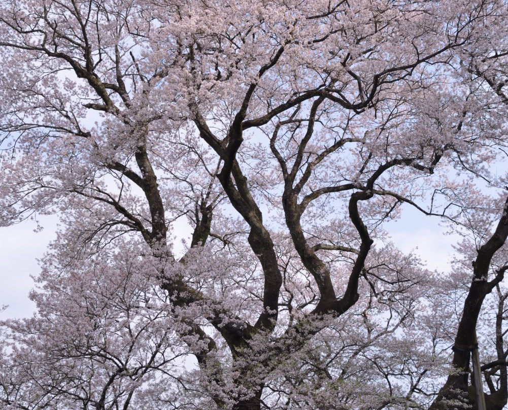 Hyotan Sakura Park景点图片