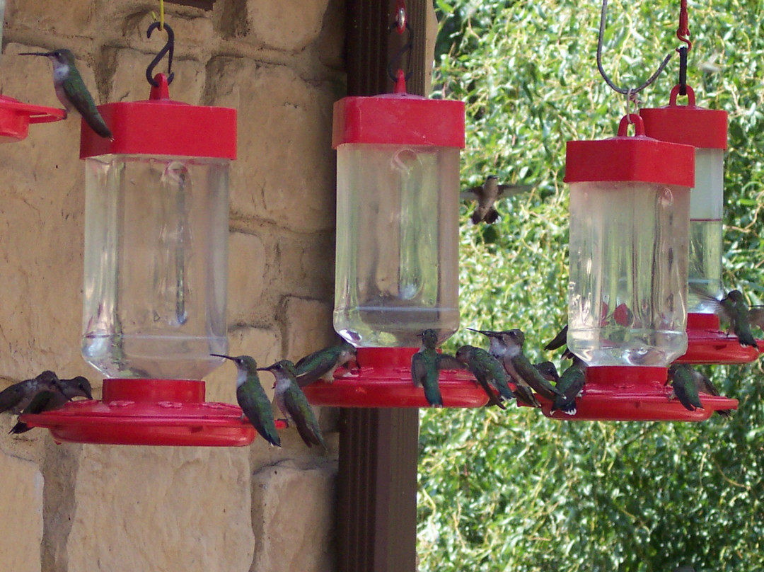 Starry Nights Inn主图