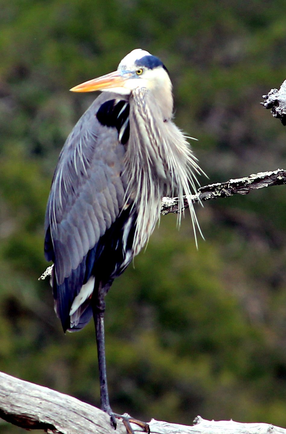 Blue Heron-官方