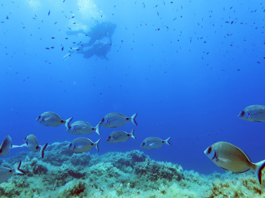 Sub Now Diving Center-Marina di Campo必去景点