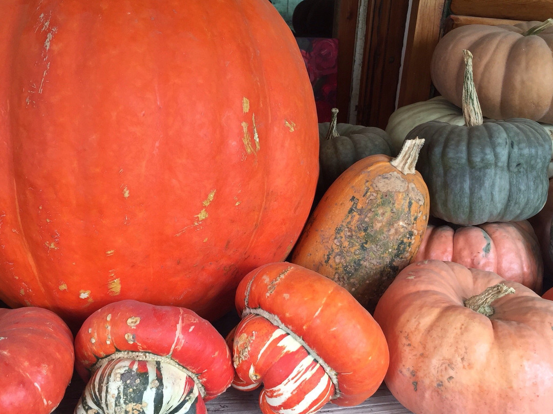 The Honesty Shop-Nieu-Bethesda必去景点