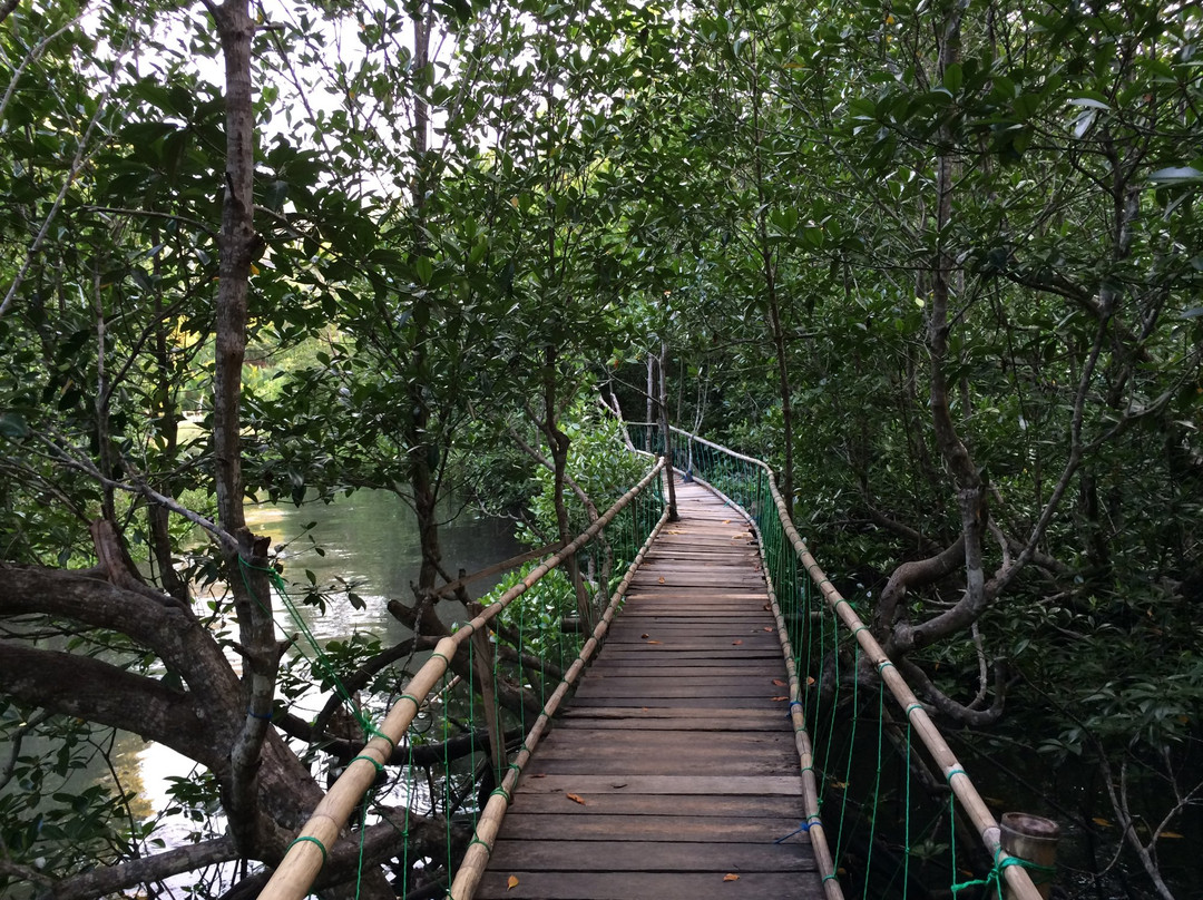 Saluleang Mangrove Forest Eco Tourism景点图片