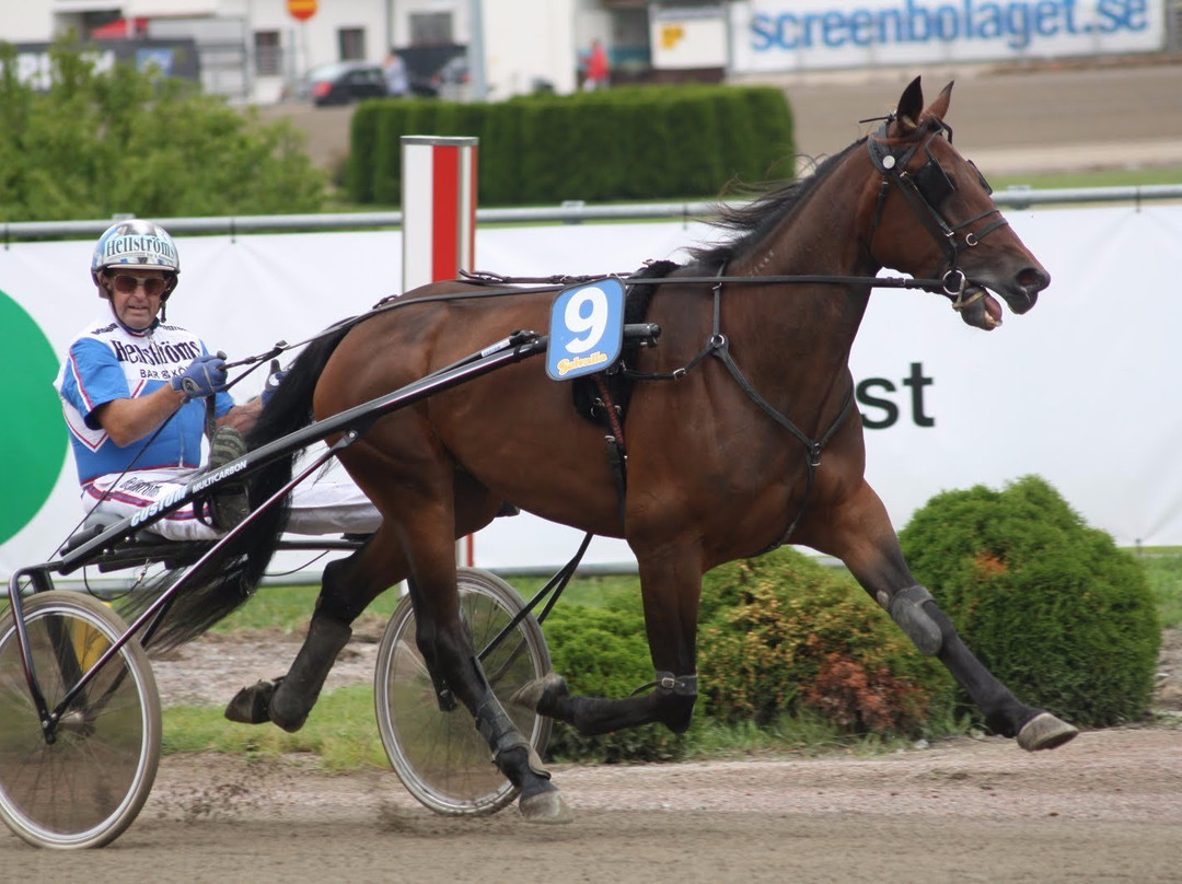 Solvalla Travbana, Harness-Racing Track-斯德哥尔摩必去景点