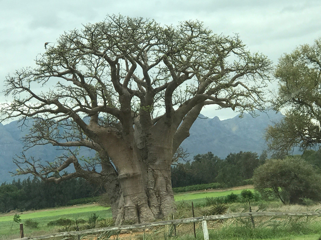 Sunland Baobab-Limpopo Province必去景点