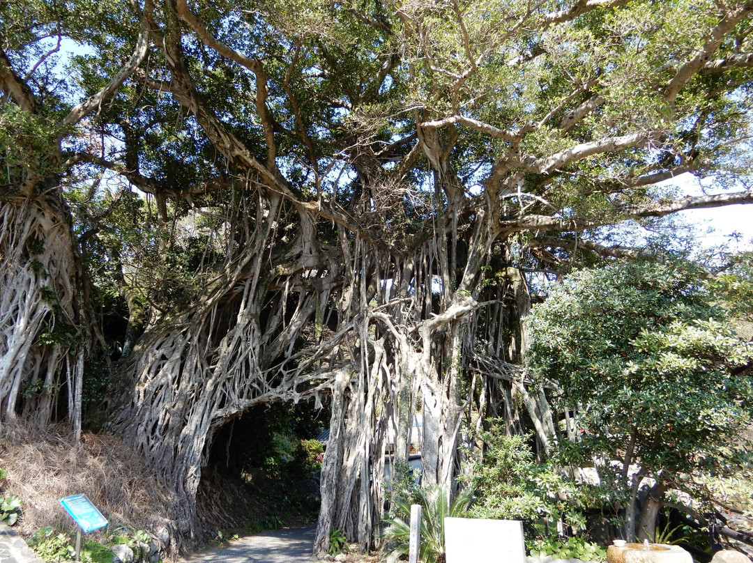 Nakama Gajumaru-屋久岛町必去景点
