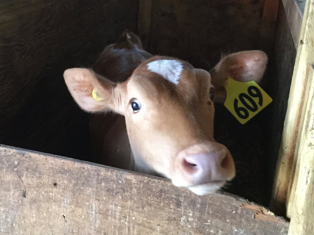 The Farm House Natural Cheeses-阿加斯市必去景点