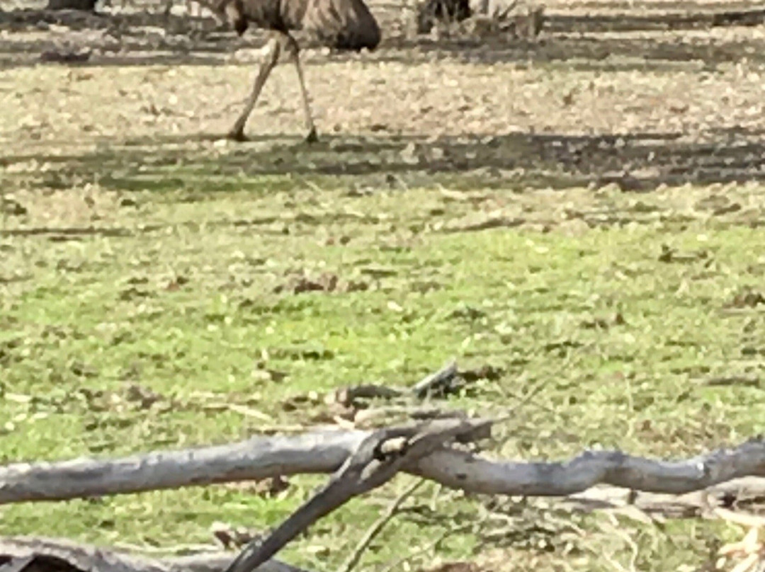 Barmah National Park-Barmah必去景点
