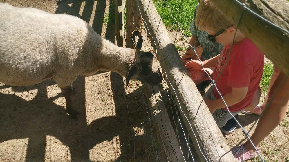Friendly Farm-Dublin必去景点