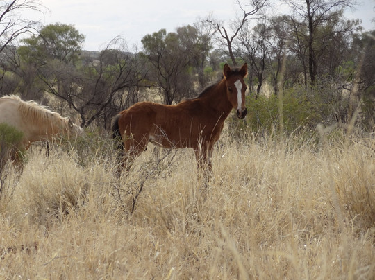 Spirit Safaris-Surry Hills必去景点