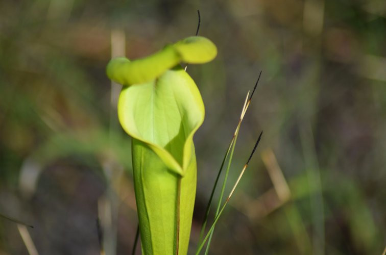 Apalachicola National Forest景点图片