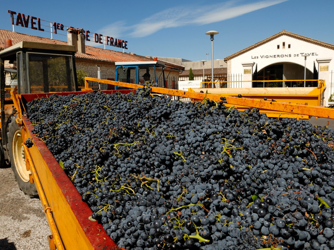 Les Vignerons de Tavel景点图片