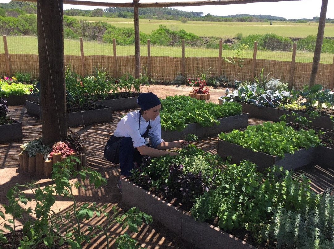 Rocha餐馆和美食-Las Garzas