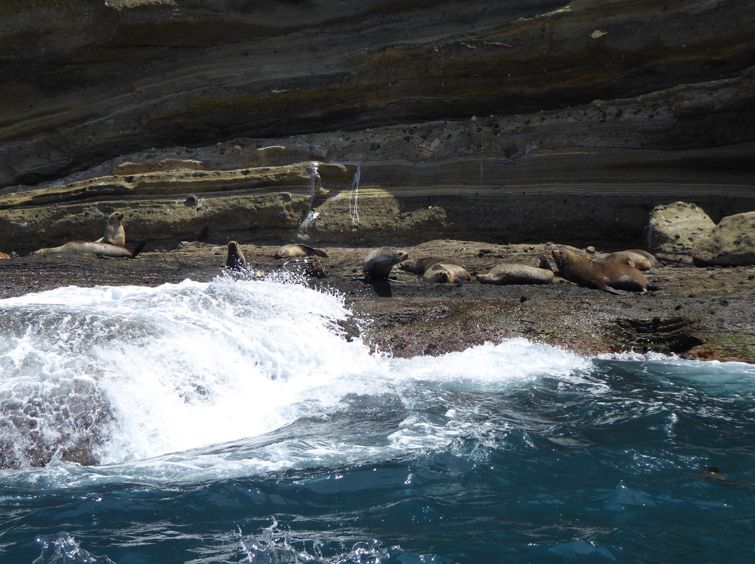 Seals by Sea Tours景点图片