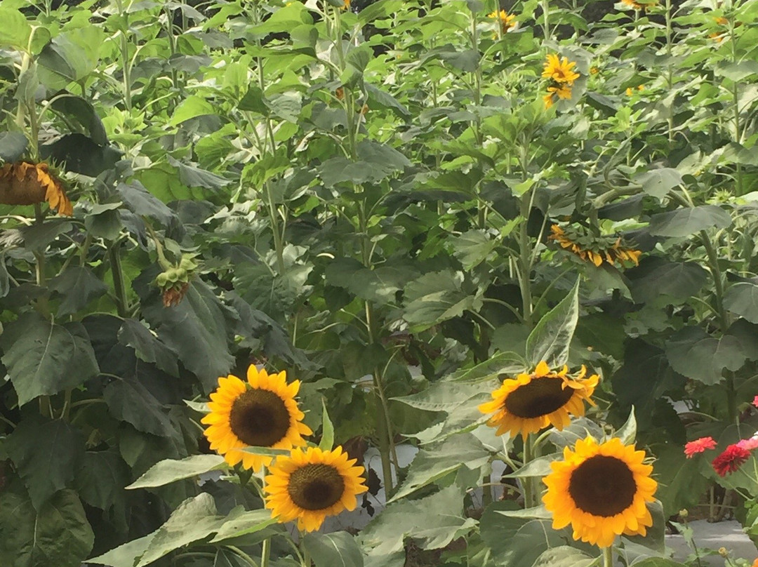 Marks Melon Patch-Dawson必去景点